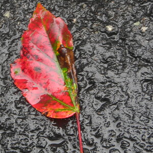 red leaf