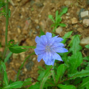 purple flower