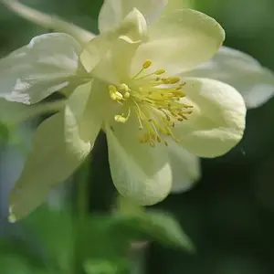 Little Yellow Sweetie