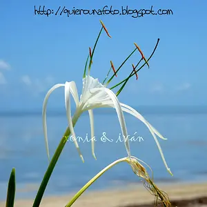 13_1_Flor_de_Spanish_Harbor_Key