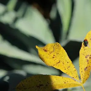 Fly