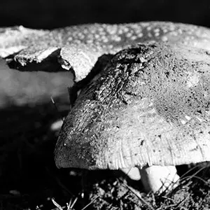 Large Mushroom