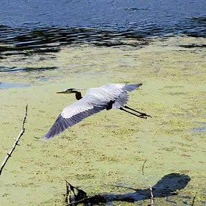 In Flight