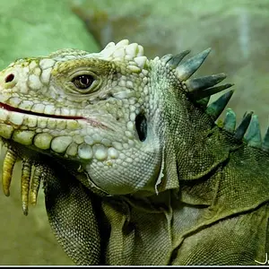 Cutest Photos Of Reptiles And Amphibians