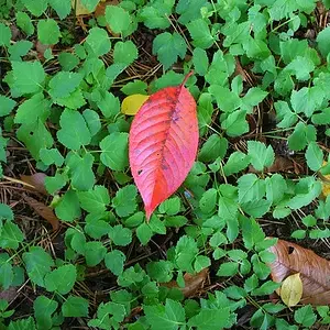 Oct'09 - Autumn Series #1