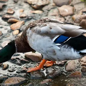 Ducks