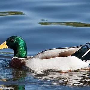 Ducks