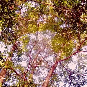 Look Up!