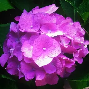 Purple Veins