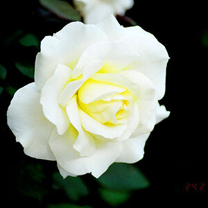 white rose with a yellow glow