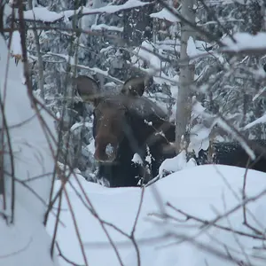 Moose in Trees