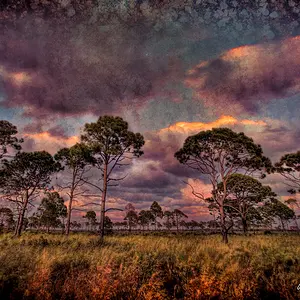 Mosquito Lagoon Pine Trees