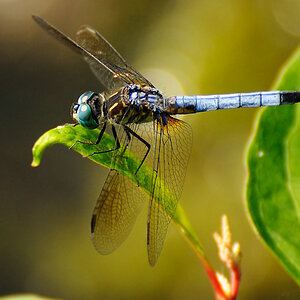 Dragon Fly