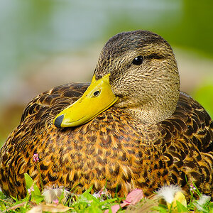 Female duck nesting