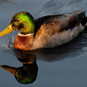 Male Duck swiming