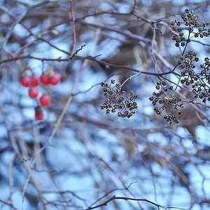 Winter Park