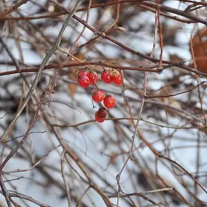 Winter Park