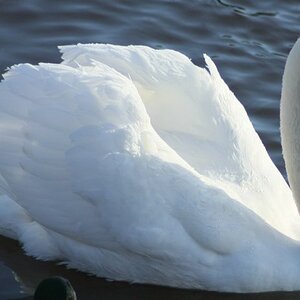 Swan at Chew Valley
