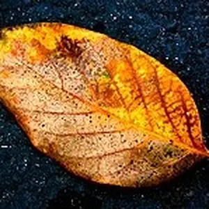 fall leaf