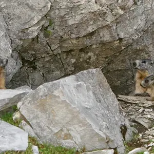 Marmots