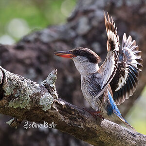 Striped Kingfisher