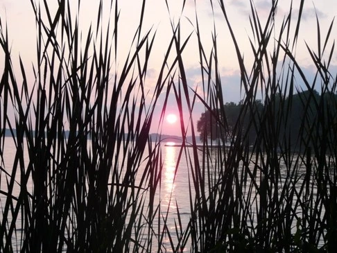 07janphoto25-Reeds against the sunset