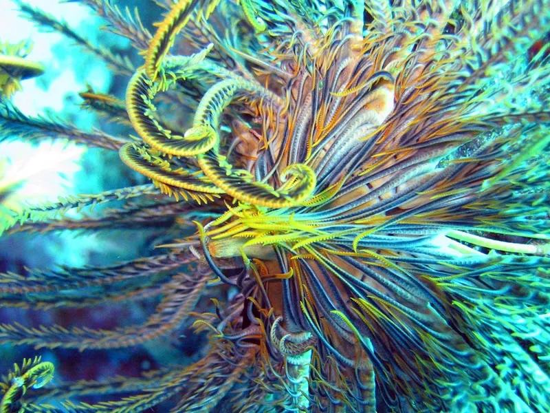 08FebPhoto32-underwater wonders