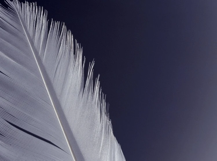 08MarchPhoto09-Feather