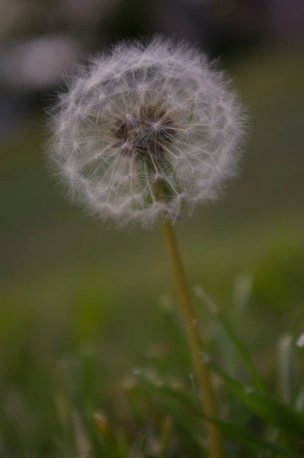08MarchPhoto63-Dandelion