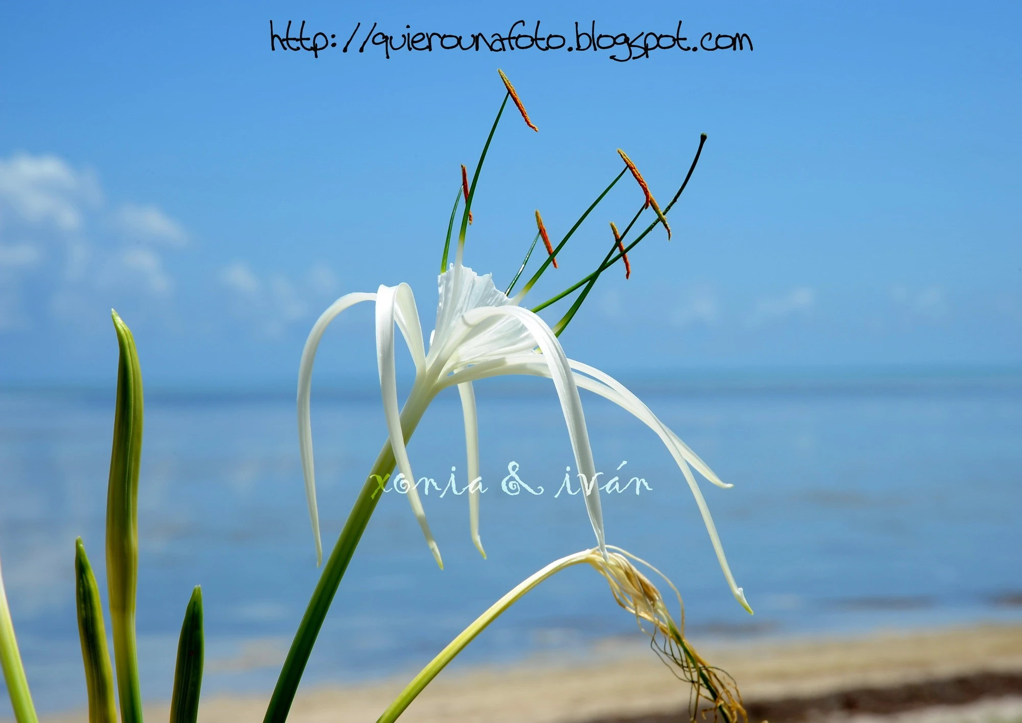 13_1_Flor_de_Spanish_Harbor_Key