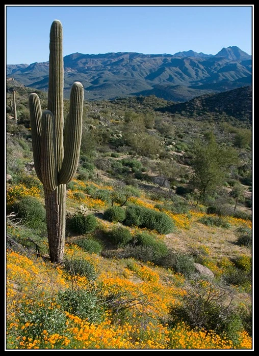 24694-HillsideSaguaro