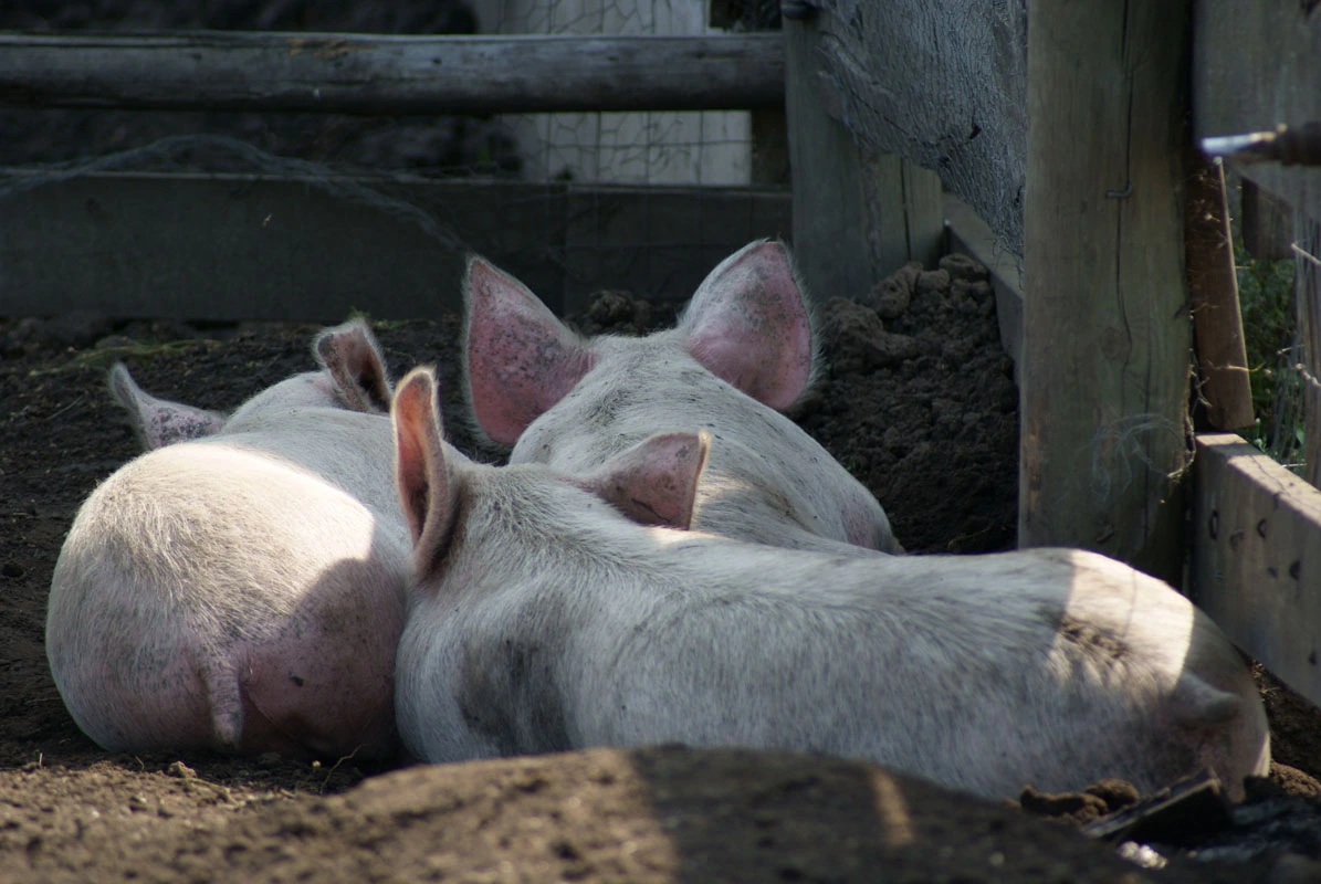 3 Little Pigs