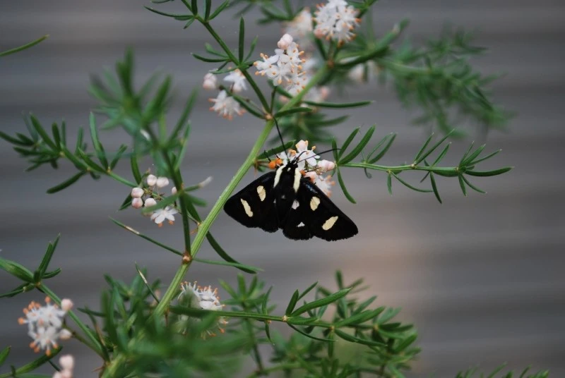 30879-ButterFly