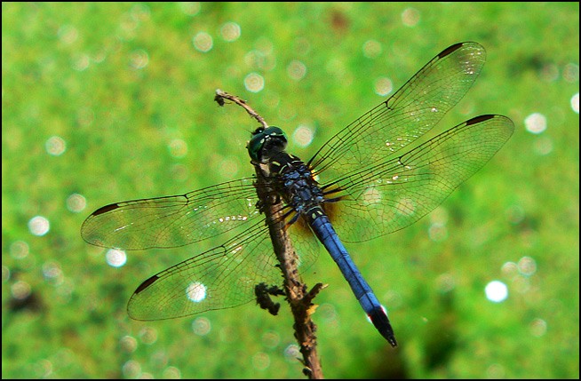 3267-dragonfly