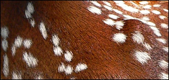3267-fawn3
