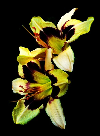 3267-flower
