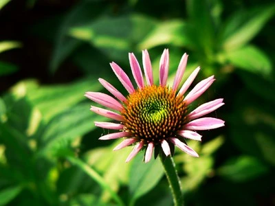 3267-flower1
