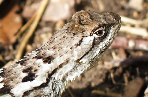3267-lizard0007