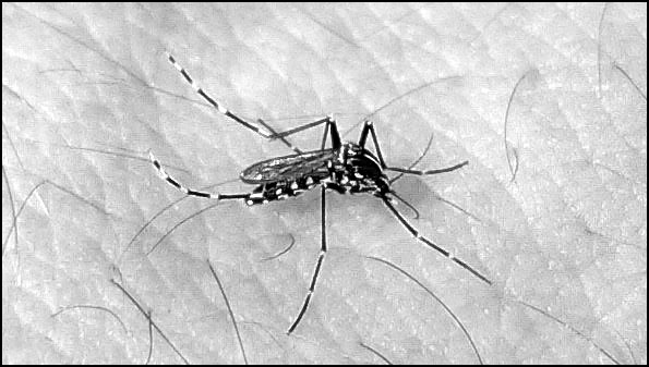 3267-mosquito
