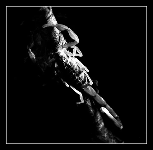 3267-scorpionBW