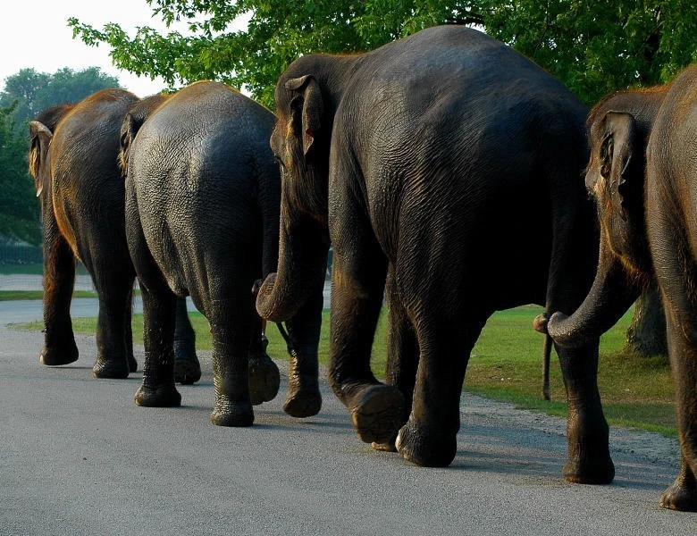 3743-elephants