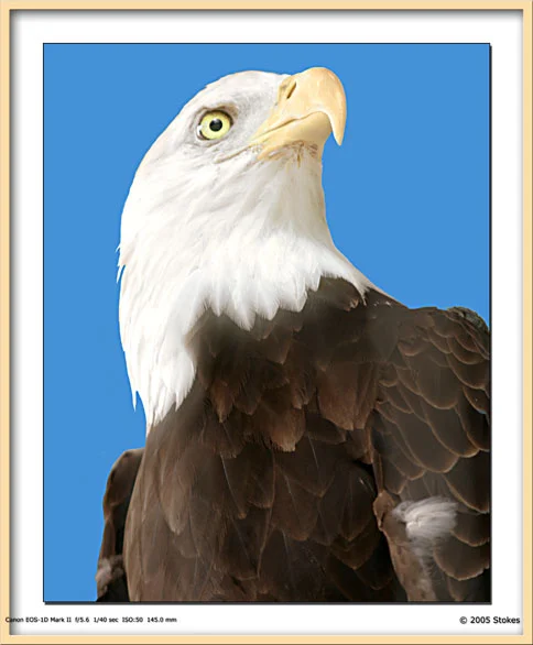 4189-Eagle-MyFavoriteBird05-0916Eagle2