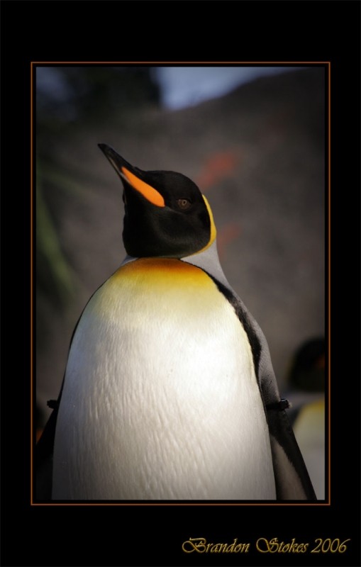 4189-Penguin-TheKing06-0228