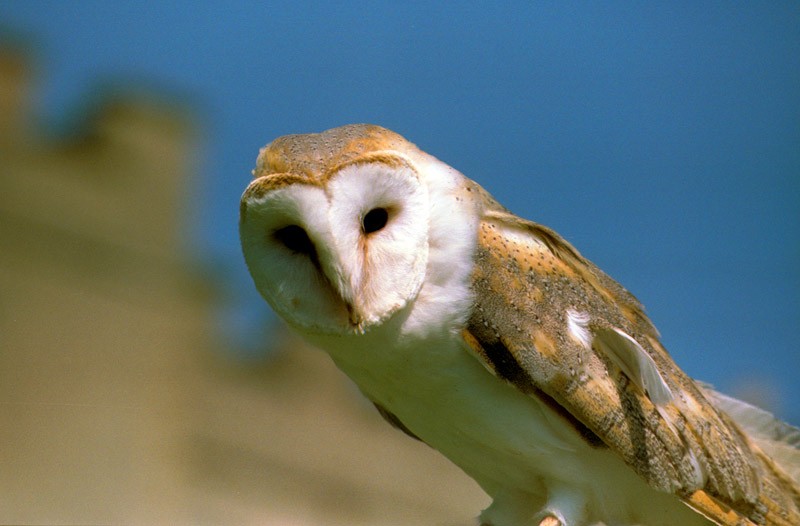 4529-Owl