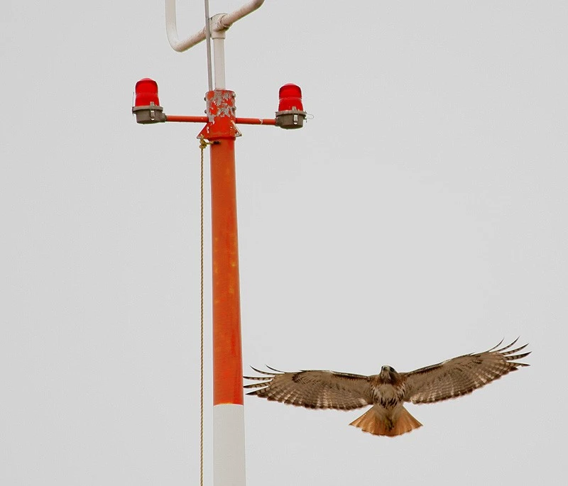 4626-rhawk