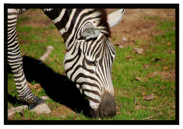 464-Zebra1brdr