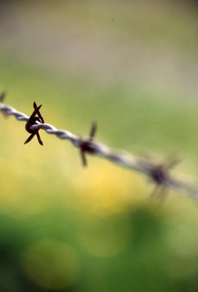 5645-BarbedWire_01