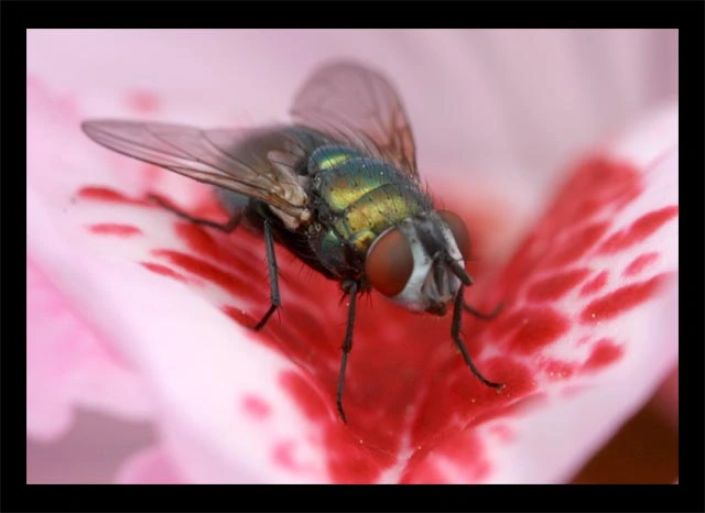 5645-Fly_01