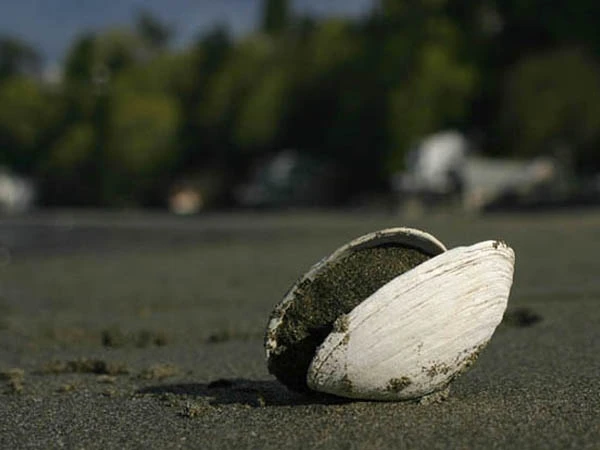 5645-Shoreline_FGClam_02
