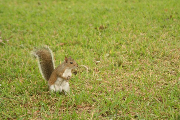 6291-Squirrel